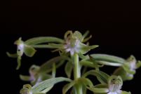 Habenaria araneiflora