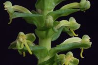 Habenaria pleiophylla